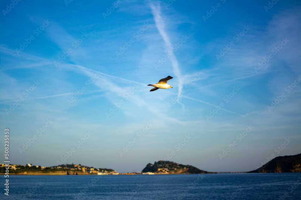 Fly of the Seagull out of Procida