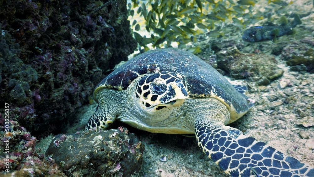 Obraz premium Underwater photo of a beautiful Hawksbill sea turtle