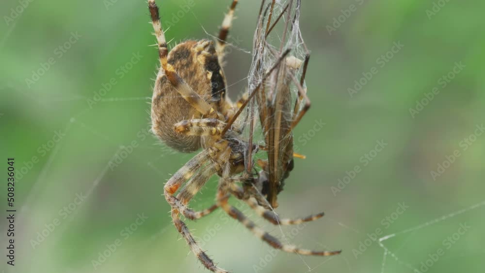 Garden spider (Araneus diadematus) consuming the prey Garden spider (Araneus diadematus) consuming the prey