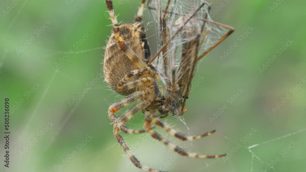 Garden spider (Araneus diadematus) injecting venom through fangs into the prey Garden spider (Araneus diadematus) injecting venom through fangs into the prey