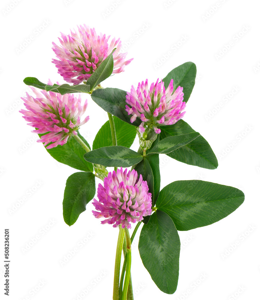 Clover flowers on a stem with green leaves, isolated on white background. Bouquet of red clover flowers. Clover flowers on a stem with green leaves, isolated on white background. Bouquet of red clover flowers.