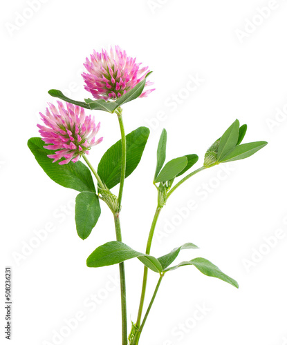 Clover flowers on a stem with green leaves, isolated on white background. Two red clover flowers.