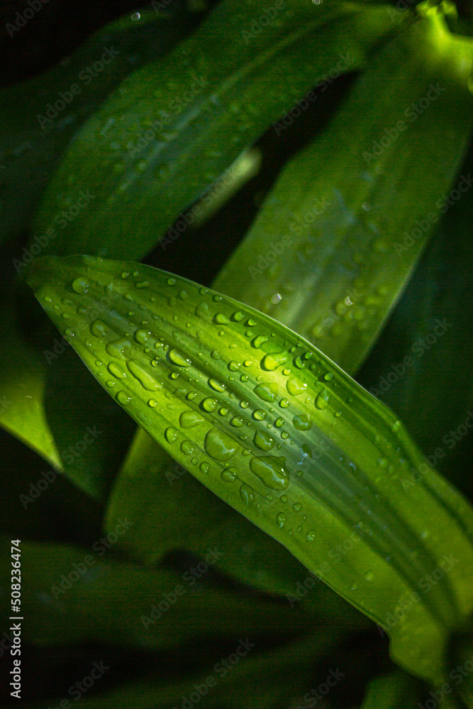 Fresh clean green leaves after rain Fresh clean green leaves after rain
