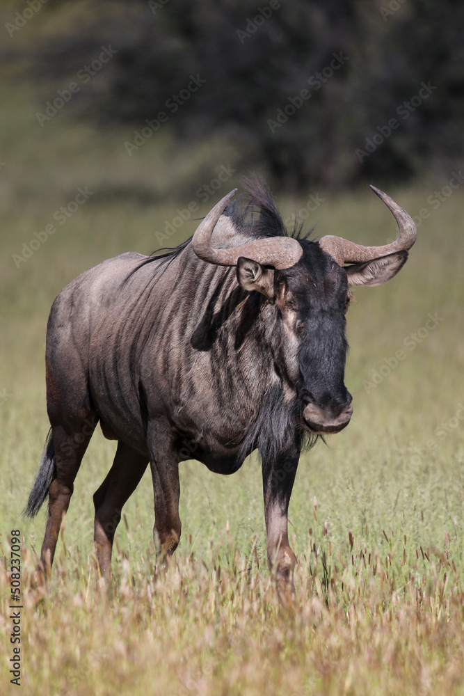 Blue Wildebeest or Brindled Gnu in the Kgalagadi Blue Wildebeest or Brindled Gnu in the Kgalagadi
