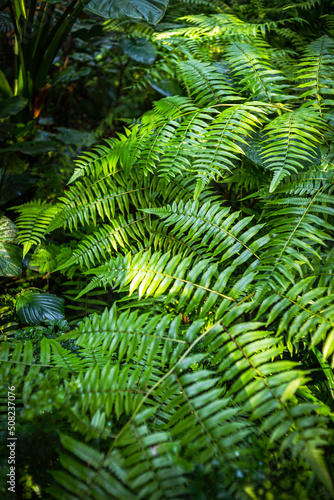 Green fern on a gray background