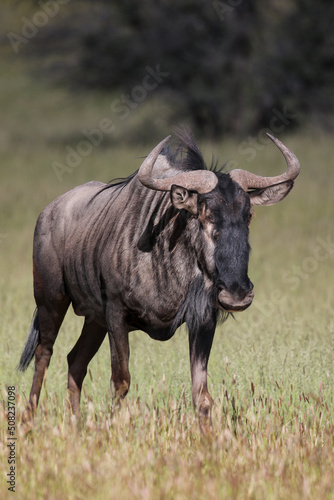 Fototapeta Naklejka Na Ścianę i Meble -  Blue Wildebeest or Brindled Gnu in the Kgalagadi