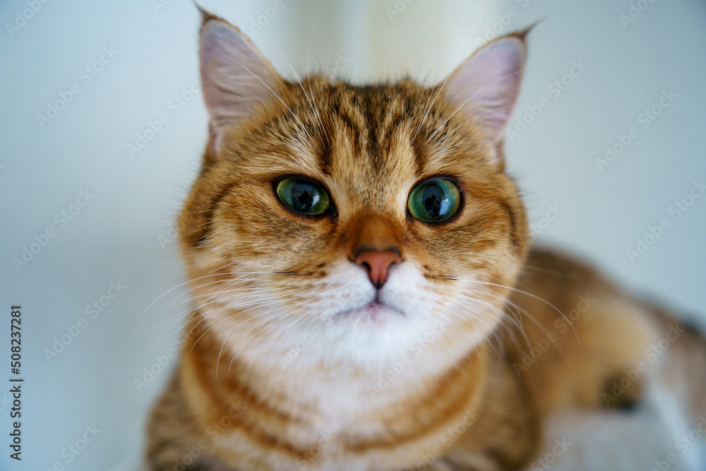 Cute British shorthair kitten