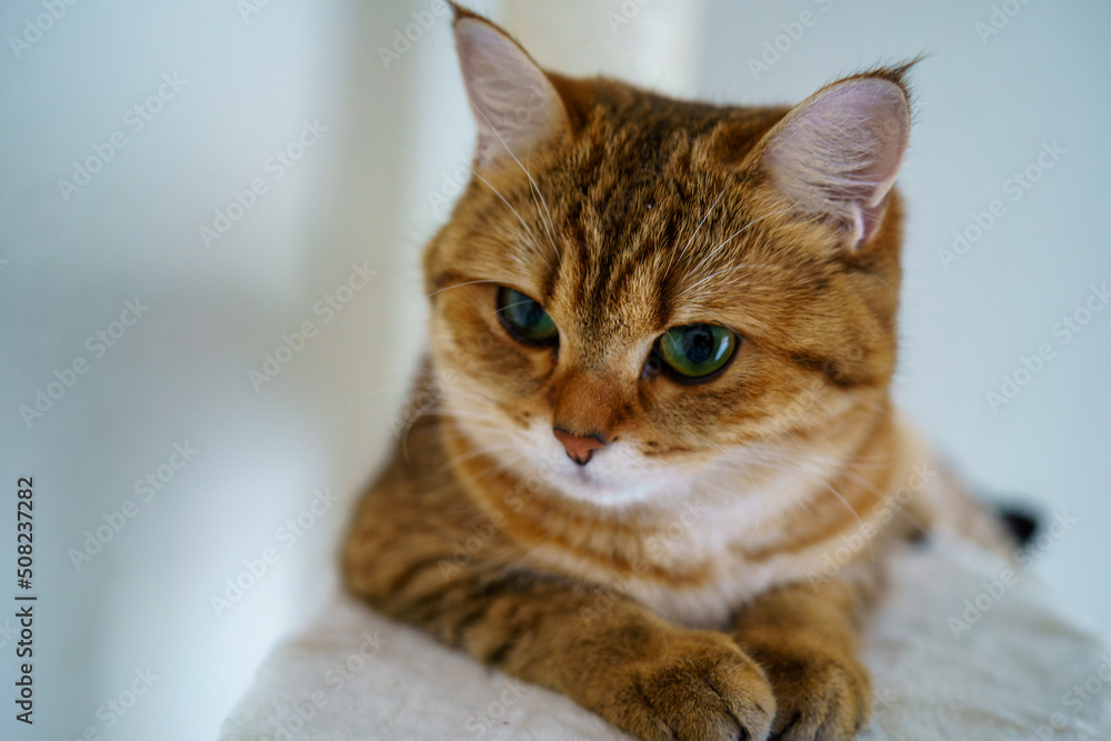 Cute British shorthair kitten
