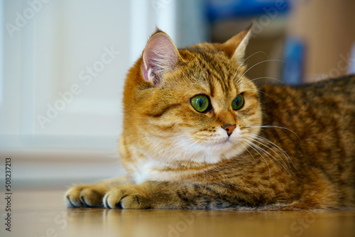 Cute British shorthair kitten © mehdi33300