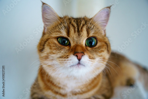 Cute British shorthair kitten © mehdi33300