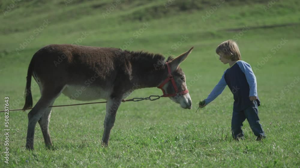 Shy little boy offers grass to a donkey at the farm Shy little boy offers grass to a donkey at the farm