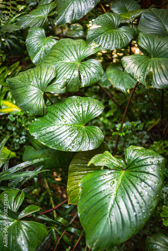 Green Tropical Leaf nature plant leaves