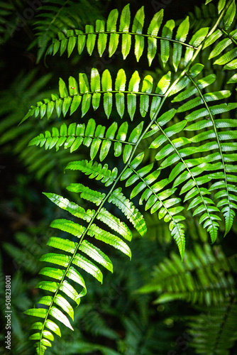 fern plant in the forest.