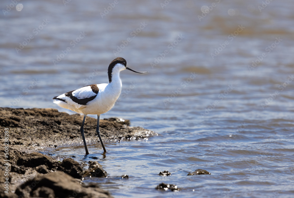 Pied Avocet (Recurvirostra avosetta) in shallow water on a sunny day at RSPB Titchwell in Norfolk Pied Avocet (Recurvirostra avosetta) in shallow water on a sunny day at RSPB Titchwell in Norfolk