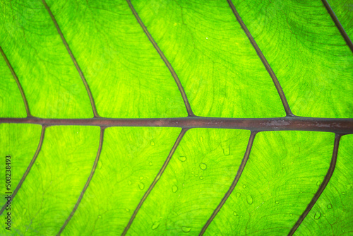 Close up leaves texture and background.