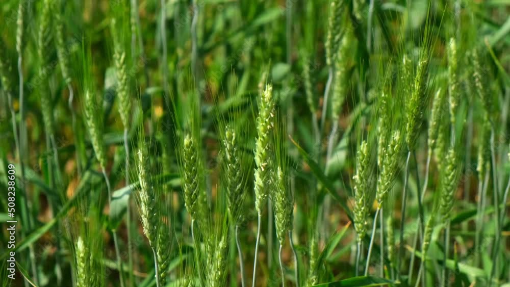Young green ears of wheat. Wheat field grows for bread. Traditional farming. ears of wheat on the field a during sunset. Ripening ears of meadow wheat field. Beautiful Nature, Rural Scenery. Young green ears of wheat. Wheat field grows for bread. Traditional farming. ears of wheat on the field a during sunset. Ripening ears of meadow wheat field. Beautiful Nature, Rural Scenery.
