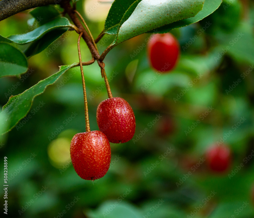 Obraz premium Close up shot of goumi berry