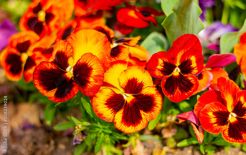 close up of two-tone yellow with orange viola flowers on a flowerbed in the garden close up of two-tone yellow with orange viola flowers on a flowerbed in the garden