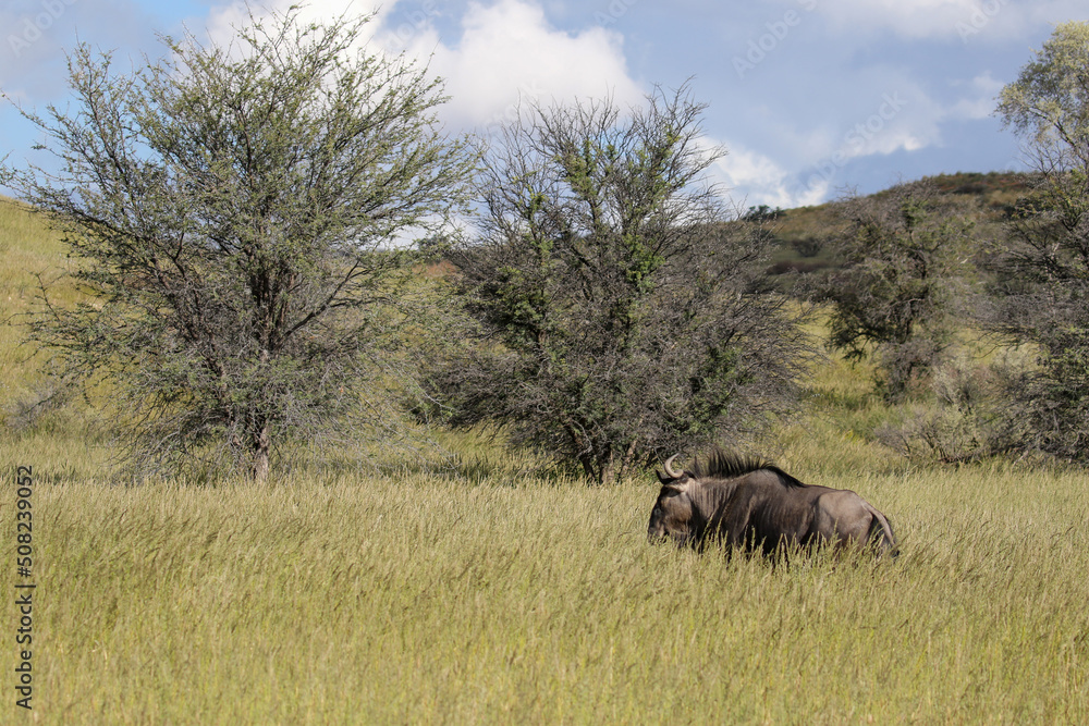 Blue Wildebeest or Brindled Gnu in the Kgalagadi Blue Wildebeest or Brindled Gnu in the Kgalagadi