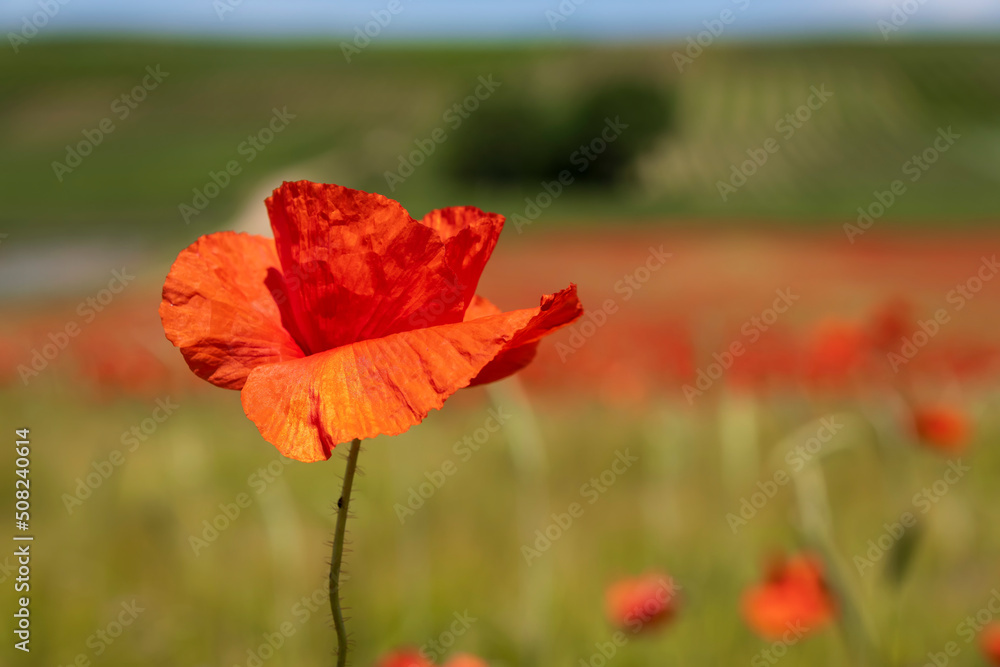 Close up of red corn poppy flowers against a blurred background Close up of red corn poppy flowers against a blurred background