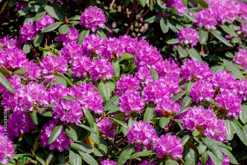Selective focus of Rhododendron full bloom on the tree in the garden, Branches of purple flowers are blossom in the park, A shrub or small tree of the heath family, Nature floral background. Selective focus of Rhododendron full bloom on the tree in the garden, Branches of purple flowers are blossom in the park, A shrub or small tree of the heath family, Nature floral background.
