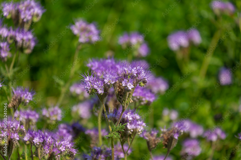 Selective focus of wild flower in meadow, Phacelia tanacetifolia is a species of flowering plant in the borage family Boraginaceae, Lacy phacelia, Blue tansy or purple tansy, Nature floral background. Selective focus of wild flower in meadow, Phacelia tanacetifolia is a species of flowering plant in the borage family Boraginaceae, Lacy phacelia, Blue tansy or purple tansy, Nature floral background.