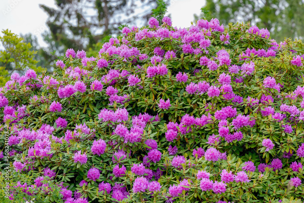Selective focus of Rhododendron full bloom on the tree in the garden, Branches of purple flowers are blossom in the park, A shrub or small tree of the heath family, Nature floral background.