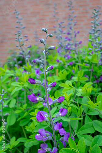 Selective focus of blue flower with green leaves in the garden and brick wall, Baptisia australis or wild blue false indigo is a flowering plant in the family Fabaceae, Nature floral background. photo