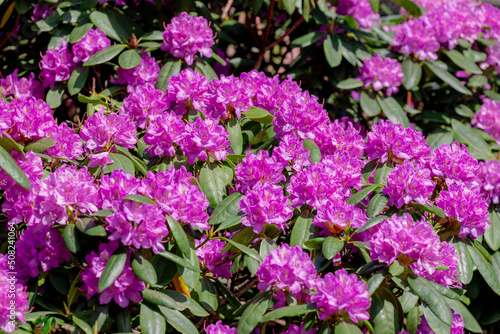Selective focus of Rhododendron full bloom on the tree in the garden  Branches of purple flowers are blossom in the park  A shrub or small tree of the heath family  Nature floral background.