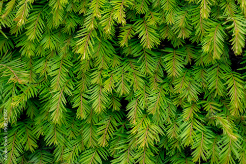 Selective focus young green leaves of English Yew with sunlight on the garden fence, Taxus baccata is a species of evergreen tree in the family Taxaceae, Greenery nature pattern texture background. photo