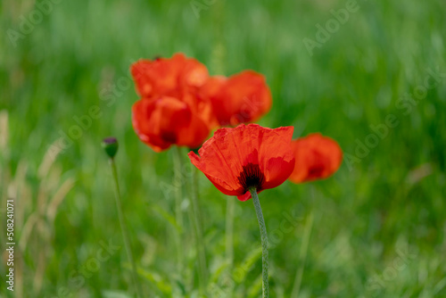 Selective focus of Papaver somniferum in spring  Commonly known as the opium poppy or breadseed poppy  Red orange flowers in the garden with green grass as background  Nature floral background.