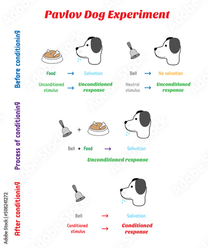 The mechanics of the Pavlov's dog experiment with bell- conditioned response in psychology. Classical conditioning or respondent conditioning for learning new stimulus. Made in vector.