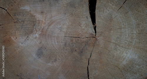 wood background showing a cross section of a log with natural stains