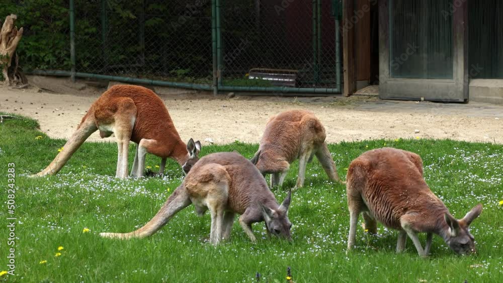 The red kangaroo, Macropus rufus is the largest of all kangaroos, the largest terrestrial mammal native to Australia, and the largest extant marsupial. The red kangaroo, Macropus rufus is the largest of all kangaroos, the largest terrestrial mammal native to Australia, and the largest extant marsupial.