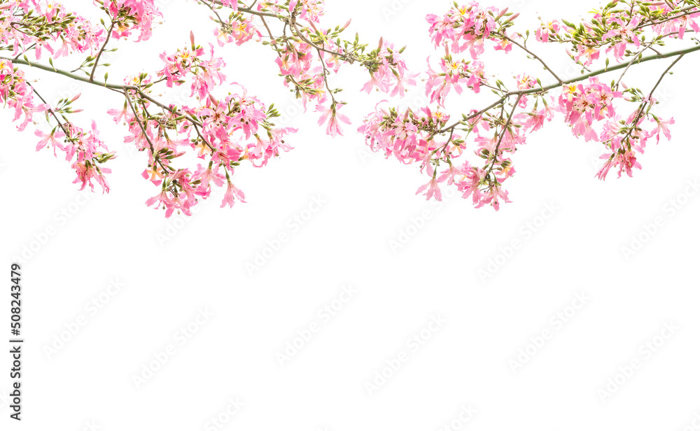 Fototapeta premium pink silk floss tree flower isolated on white background