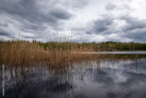 a forest lake and cloudy sky