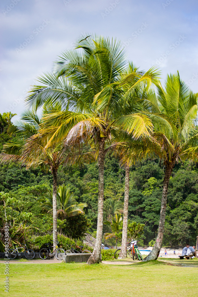 Coconut trees in the center of the image, a paradise landscape in Brazil. Coconut trees in the center of the image, a paradise landscape in Brazil.