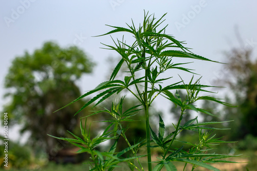 Close up photo of Marijuana tree and blurred background.