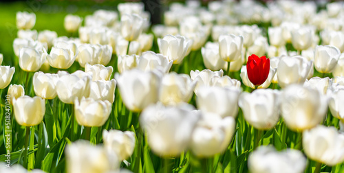 One single red tulip is growing in field of white tulips. Concept of exceptionality and uniqueness. photo