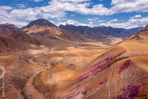 Beautiful spring mountains blooming flower pink maralnik. Drone aerial view Chuysky tract Altai Siberia Russia