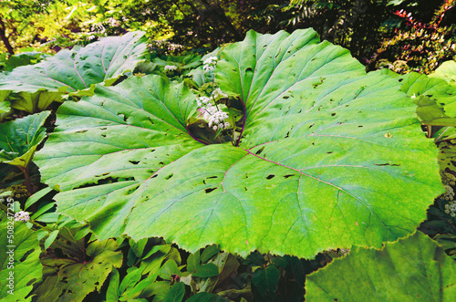 Close-up view a large leaf of butterbur, pestilence wort, Petasites hybridus and little branch with  white flowers. Summer sunny day. Defocused background. Concept of landscape and nature photo