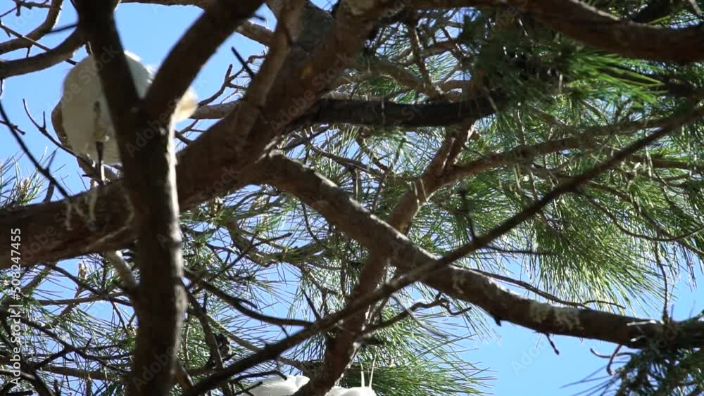 Little egret (Egretta garzetta) in a nesting colony in Spain Little egret (Egretta garzetta) in a nesting colony in Spain