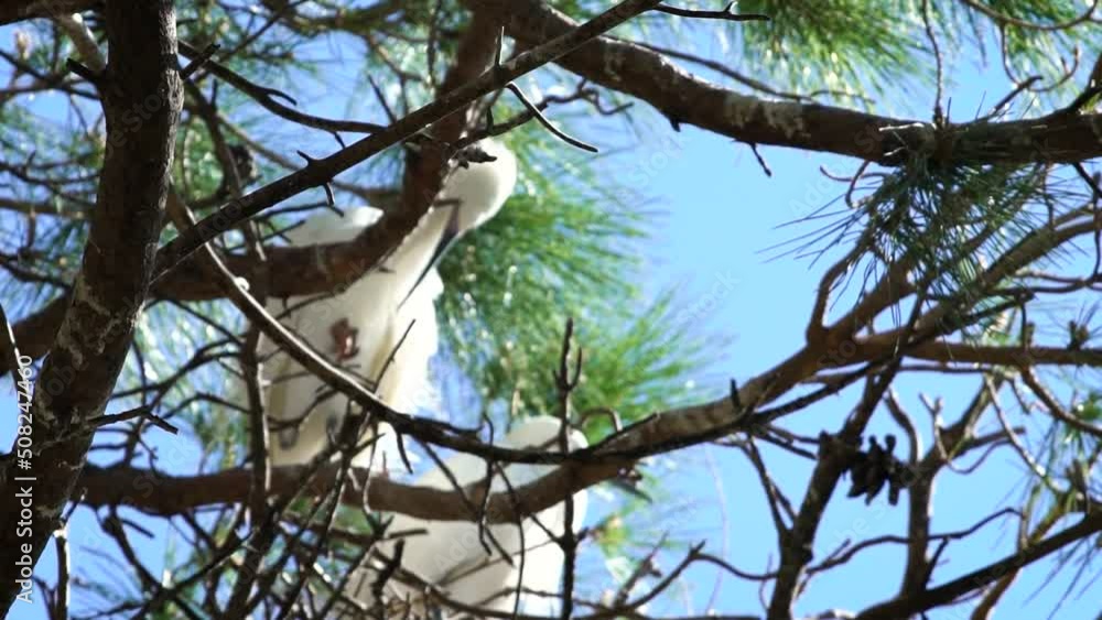 Little egret (Egretta garzetta) in a nesting colony in Spain
