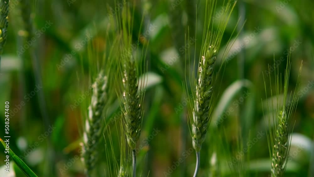 Young green ears of wheat. Wheat field grows for bread. Traditional farming. ears of wheat on the field a during sunset. Ripening ears of meadow wheat field. Beautiful Nature, Rural Scenery.