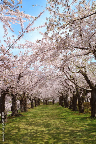 函館 五稜郭公園の桜並木 