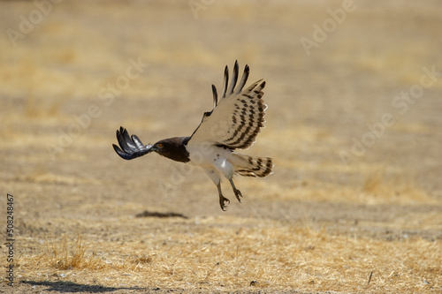 Blackchested Snake-Eagle (Circaetus pectoralis)  Kgalagadi Transfrontier Park, South Africa photo