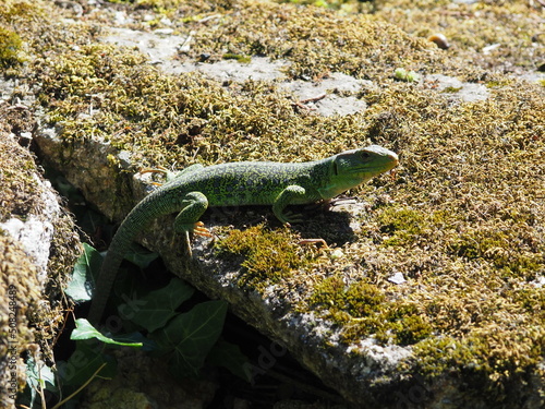 lagarto arnau tomando el sol de primavera sobre una roca, de color azul, amarillo y verde, la coruña, galicia, españa, europa photo