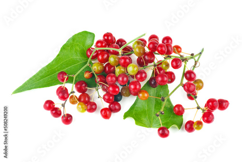Smilax isolated on a white background.