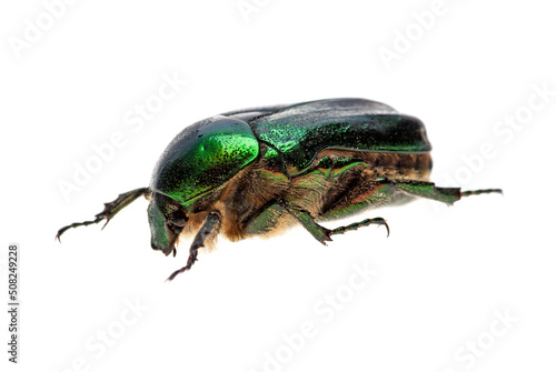 Valokuvatapetti Flower chafer (rose chafer, Cetonia aurata) beetle