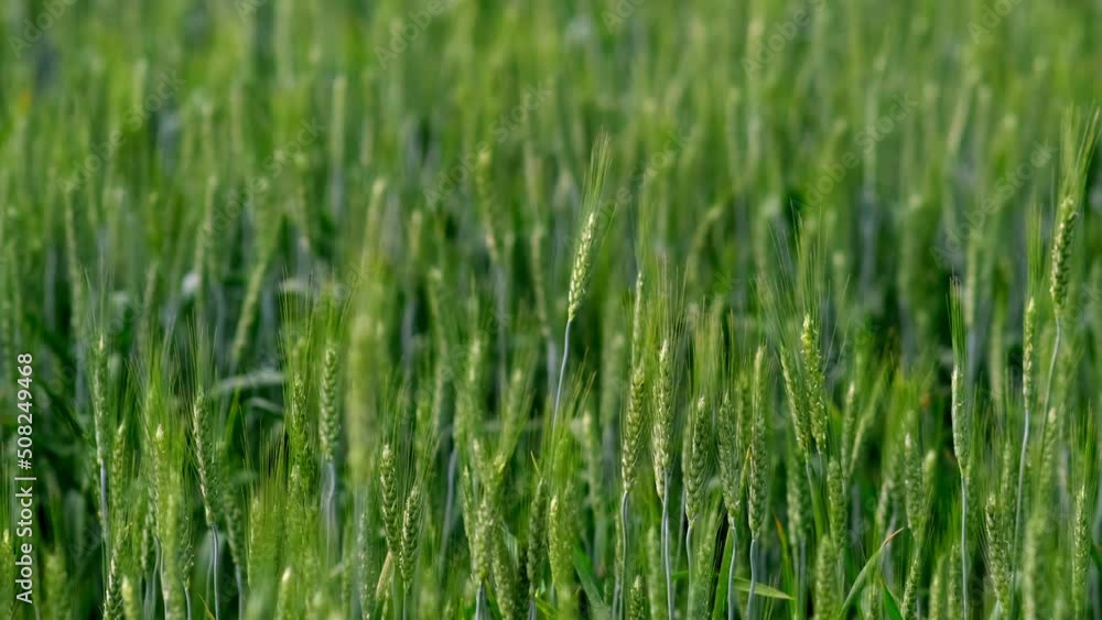 Young green ears of wheat. Wheat field grows for bread. Traditional farming. ears of wheat on the field a during sunset. Ripening ears of meadow wheat field. Beautiful Nature, Rural Scenery. Young green ears of wheat. Wheat field grows for bread. Traditional farming. ears of wheat on the field a during sunset. Ripening ears of meadow wheat field. Beautiful Nature, Rural Scenery.
